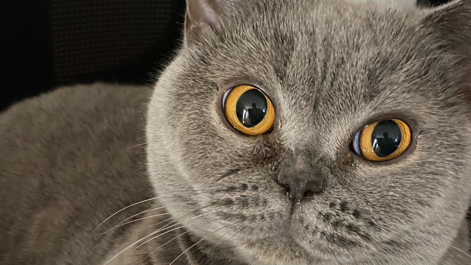NPC Meow Experience