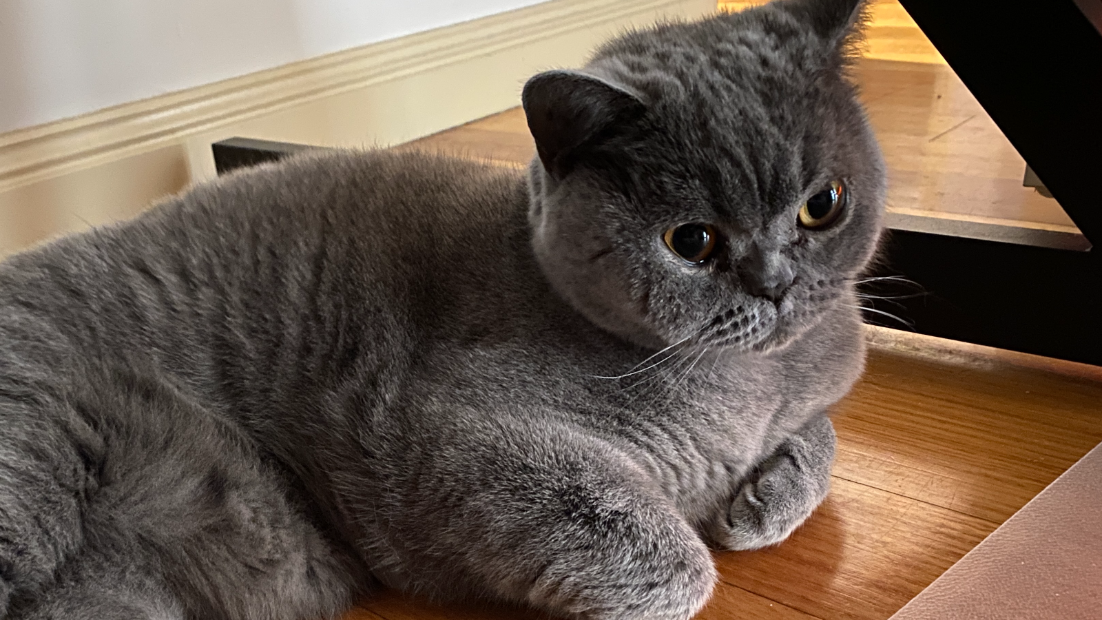 NPSP Meow Experience
